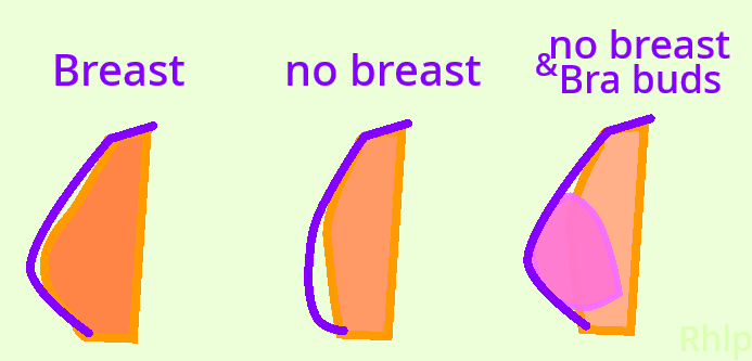 comparason image whith like 3 colors in a simple artstyle showing a bra whith a breast, the bra is filled and correct looking, a bra whith a flat chest, the bra is odd and deformed, and a bra w a flat chest and a bra bud and it looks fine again!